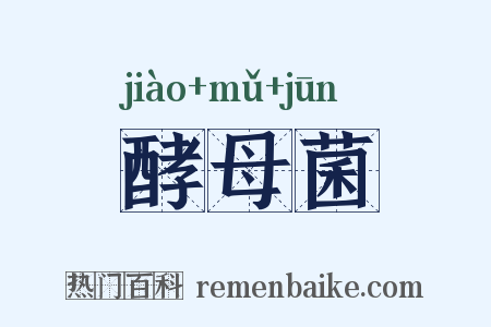 酵母菌是什么意思的图片